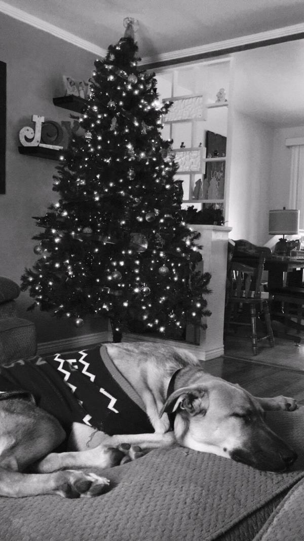 /Images/uploads/Humane Society of Utah/HSUCalendar/entries/550thumb.jpg